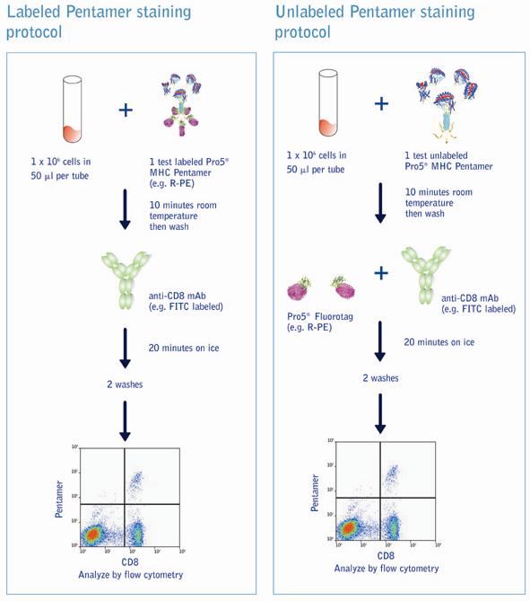 Flow diagram of labeled and unlabeled Pentamer staining protocols