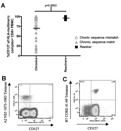 Chronically infected individuals express a range of CD127 levels on HCV-specific T cells